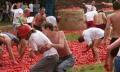 Чехи готовятся к томатной битве